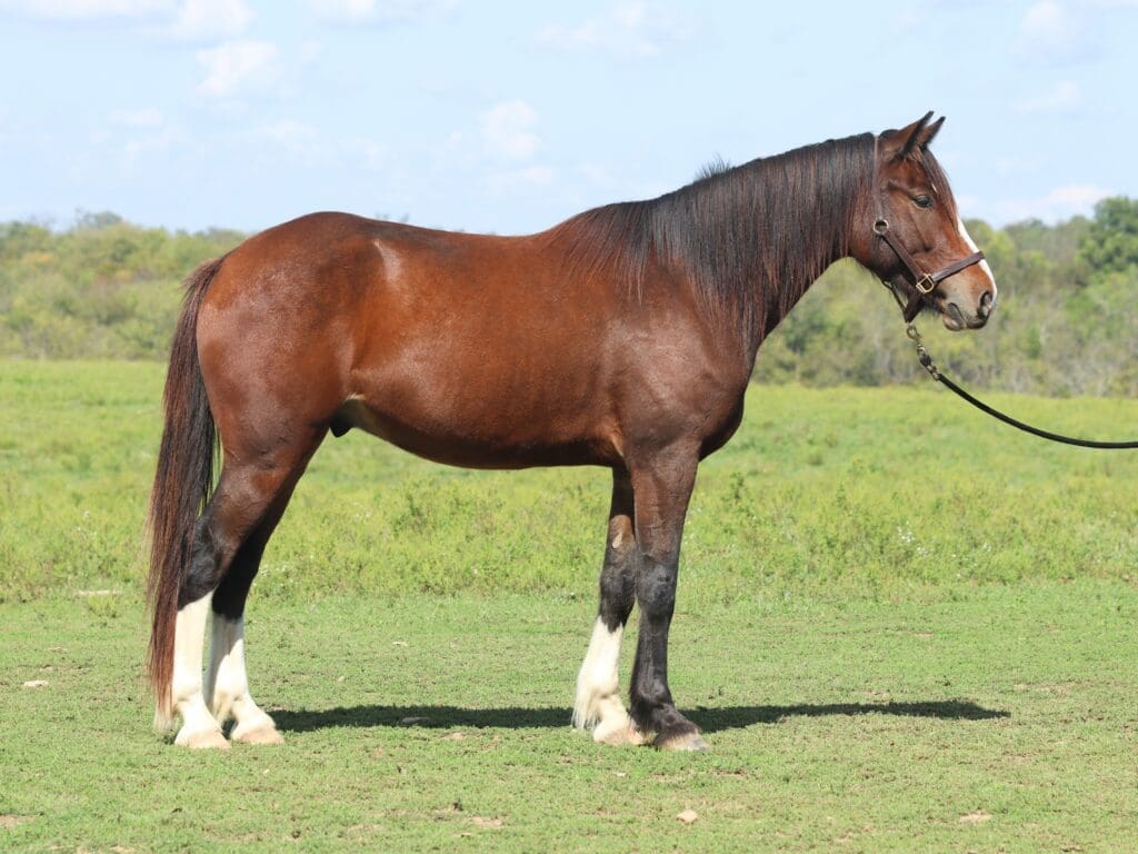 Asbury University O colt Oliver