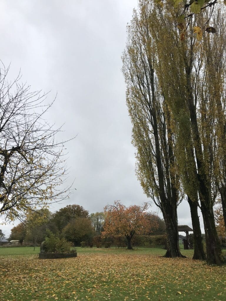 Trees and fallen leaves