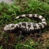 A salamander sitting on some moss