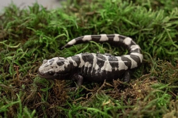 A salamander sitting on some moss