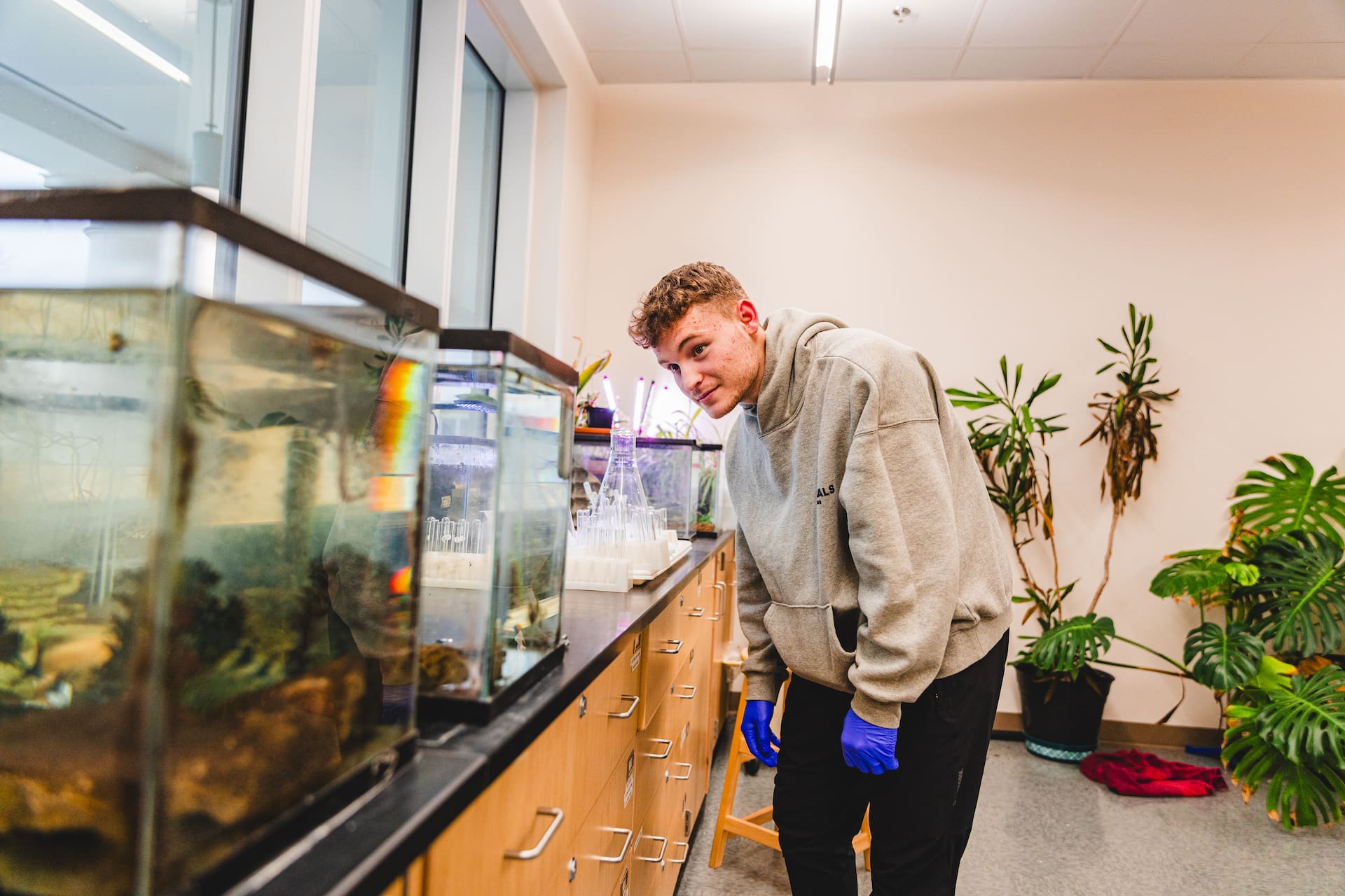 Male biology student looks into a fish tank in a classroom