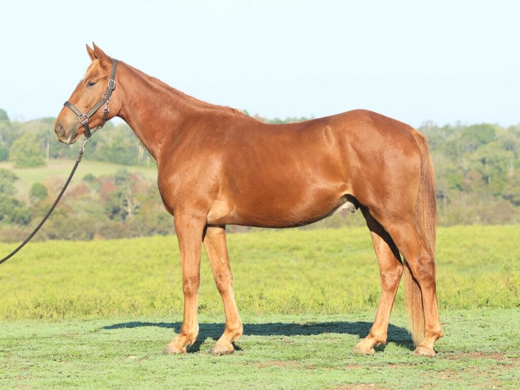 Asbury P-colt Pascal-2025