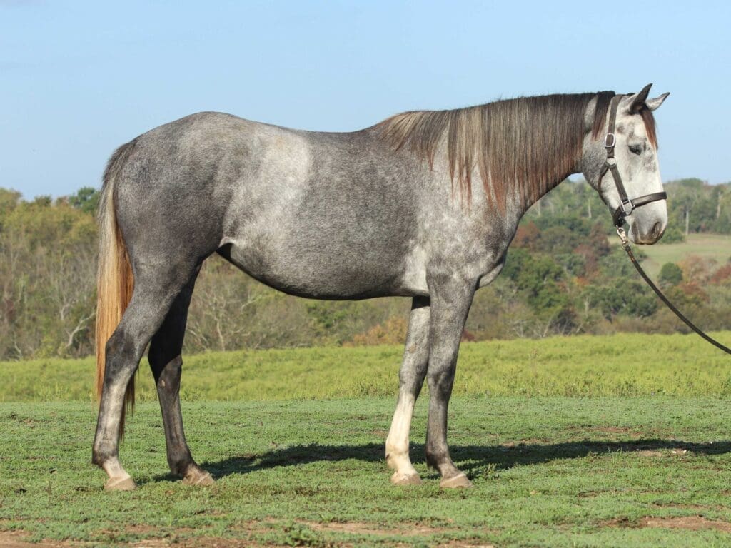 Asbury P-colt Perdita 2025