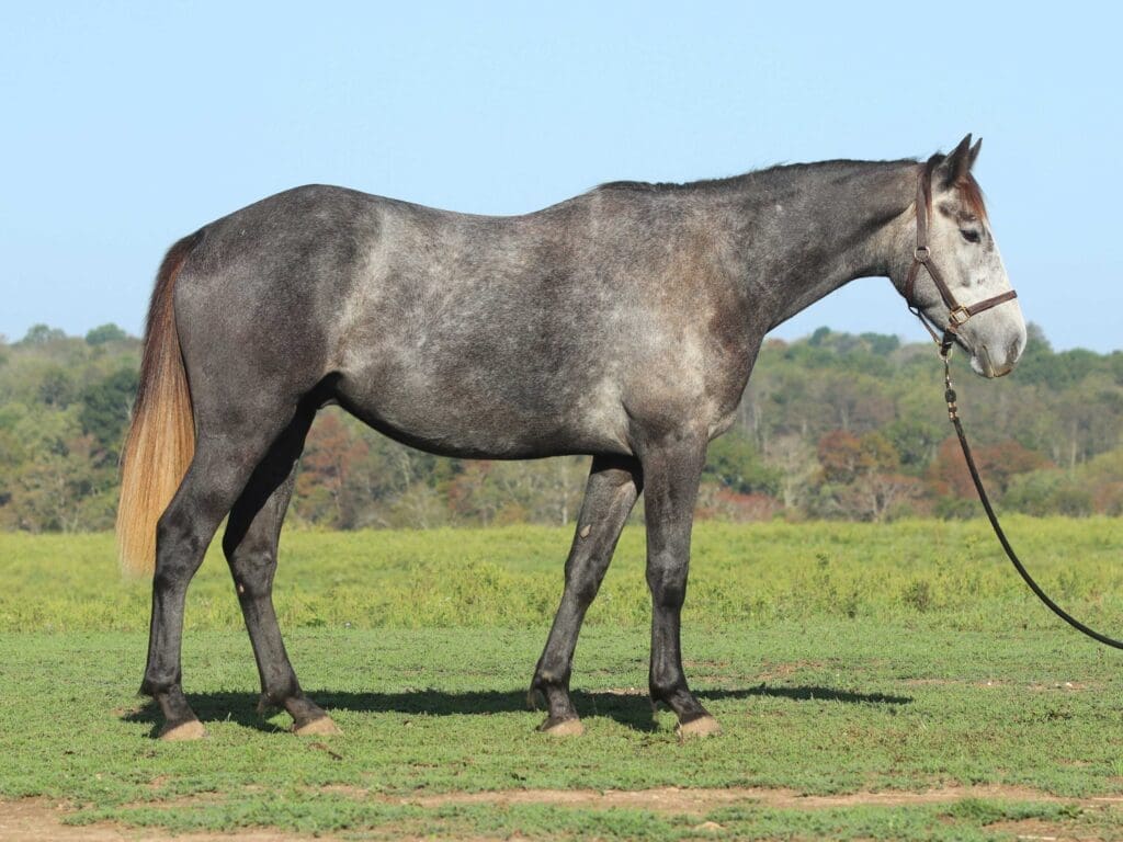 Asbury P-colt Pharoah 2025