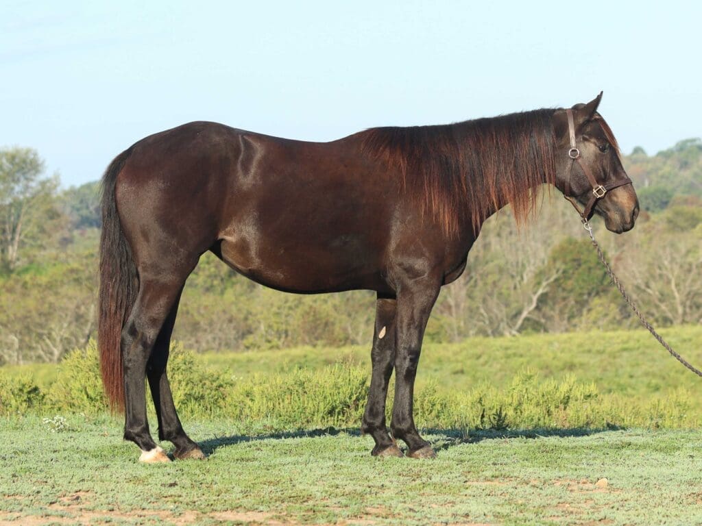 Asbury P-colt Pine 2025
