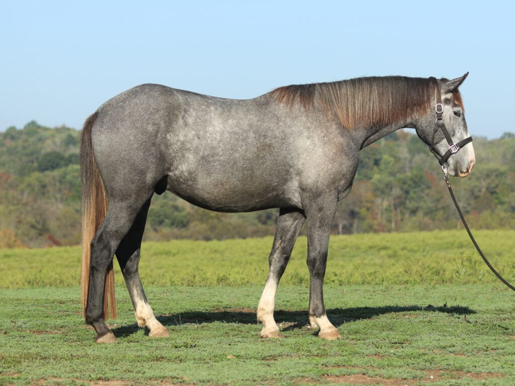 Asbury P-colt Pistachio 2025