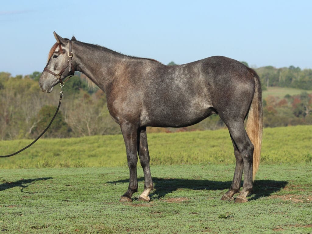 Asbury P-colt Presence 2025