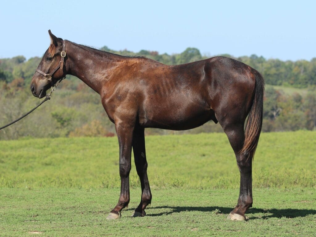 Asbury R-colt Riptide 2025