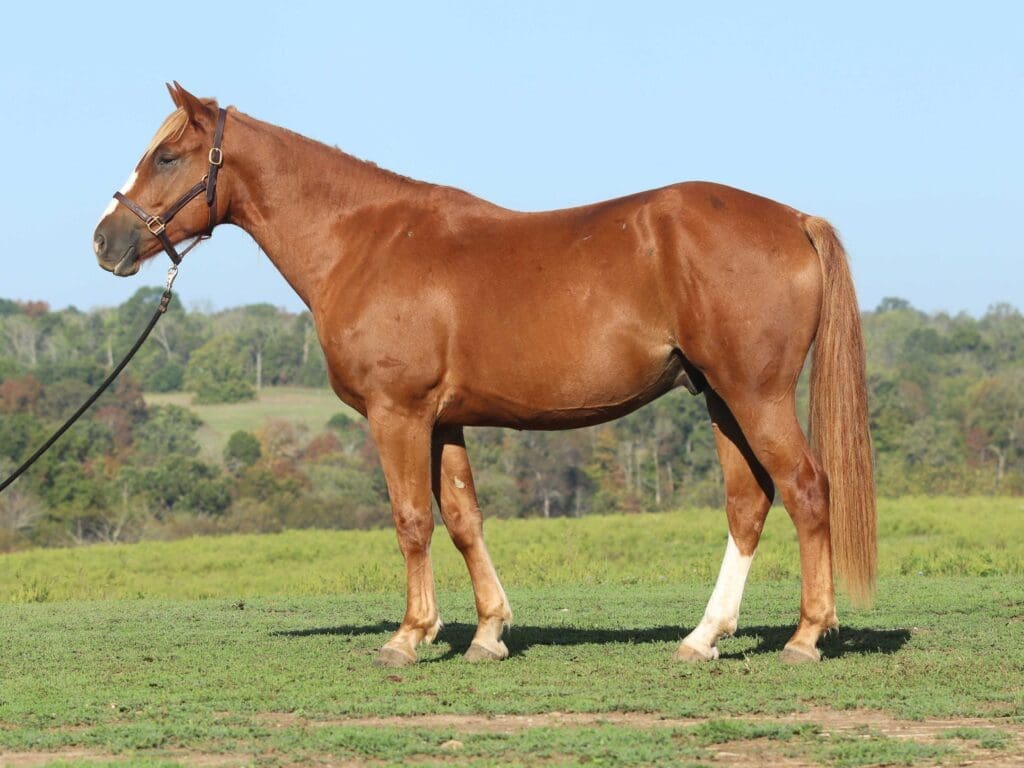 Asbury P-colt Pippin 2025