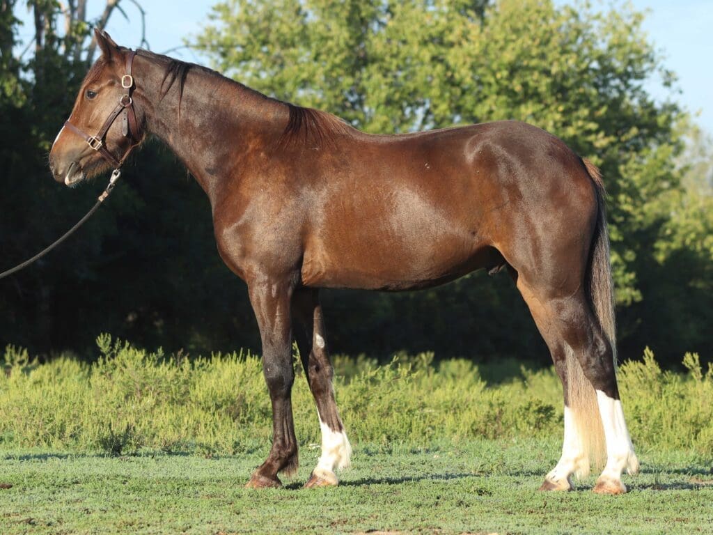 Asbury P-colt Prophet 2025