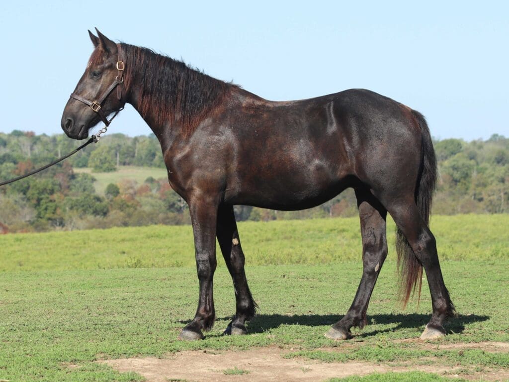 Asbury Q-colt Quasimodo 2025