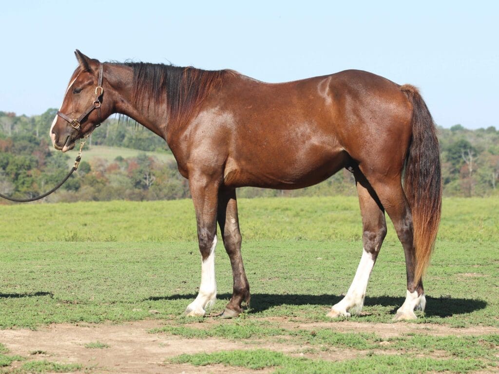Asbury Q-colt Quebec 2025