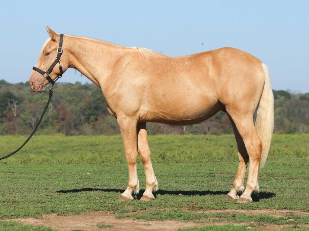 Asbury Q-colt Queso 2025