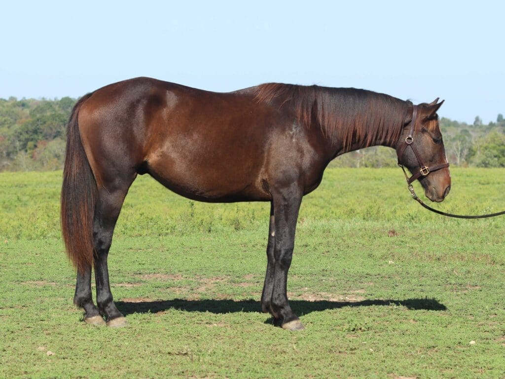 Asbury Q-colt Quibble 2025