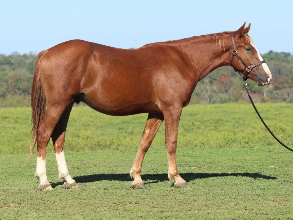 Asbury Q-colt Quicksand 2025