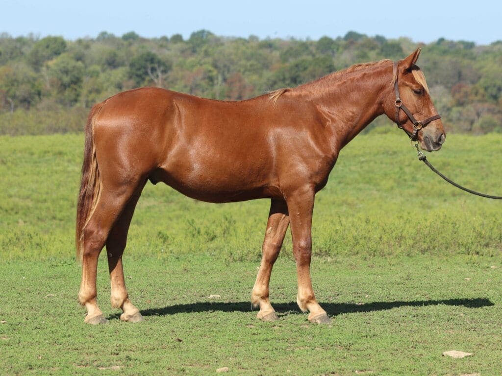 Asbury R-colt Ranger 2025