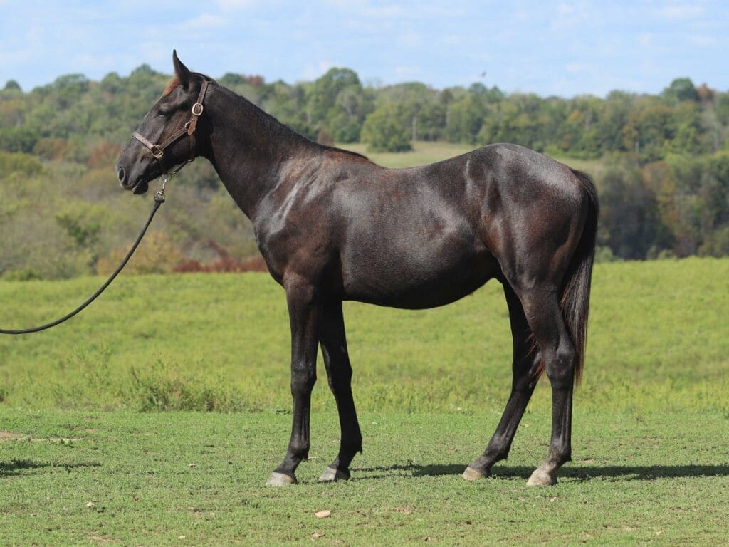 Asbury R-colt Romeo 2025