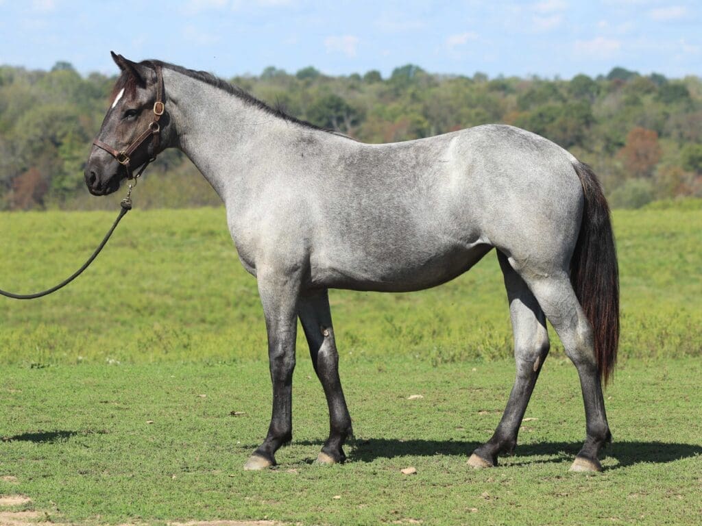 Asbury R-colt Ruby 2025