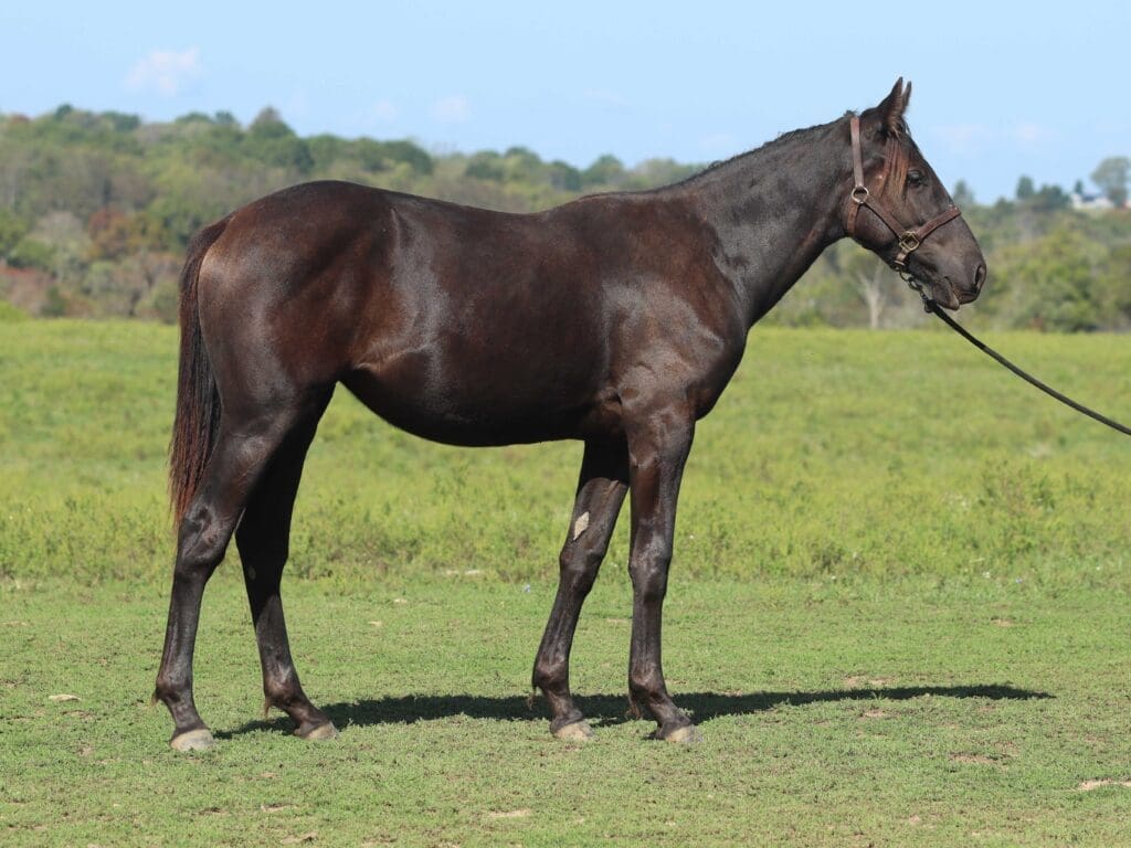 Asbury R-colt Rhythm 2025