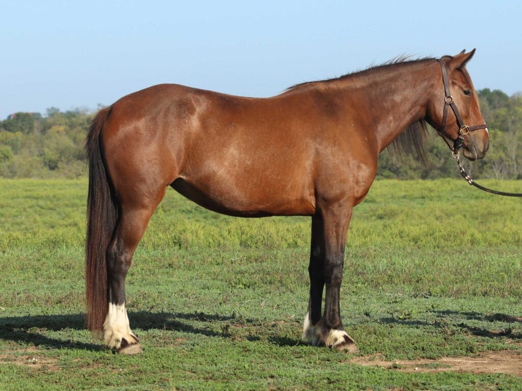 Asbury P-colt Paisley 2025