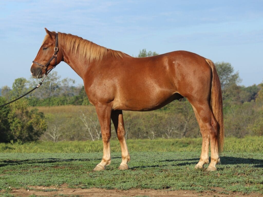 Asbury University Equine P Colt Pistol