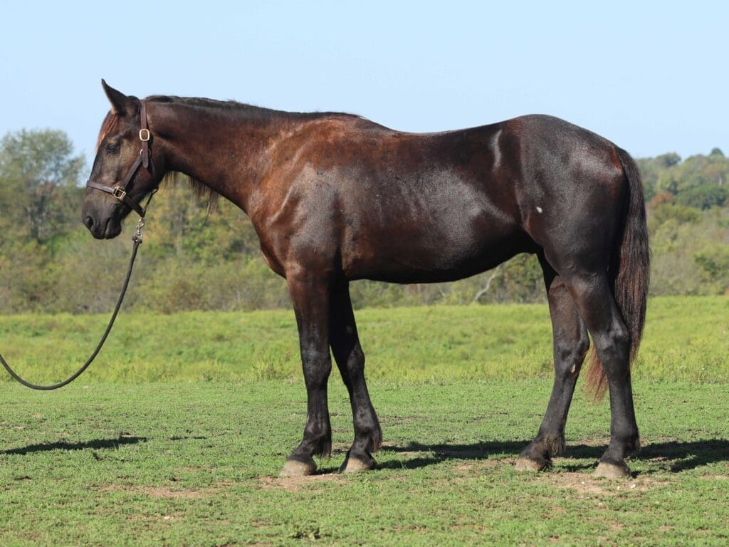 Asbury Equine Quigley horse in profile