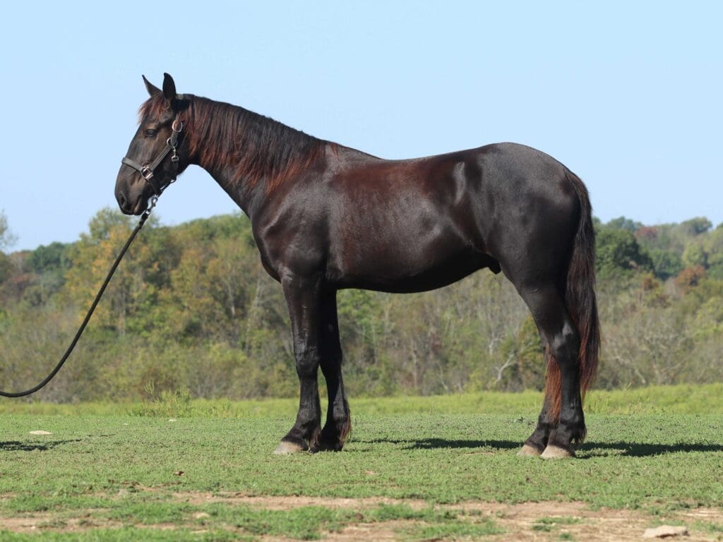 Asbury Equine Quimby horse in profile